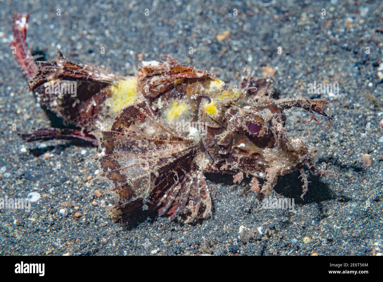 Ambon scorpionfish [Pteroidichthys amboinensis]. Lembeh Strait, North ...