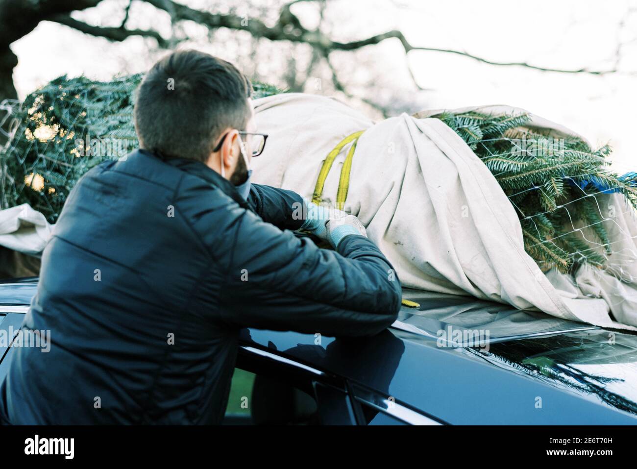 A millennial man strapping Christmas tree to sedan car wearing mask