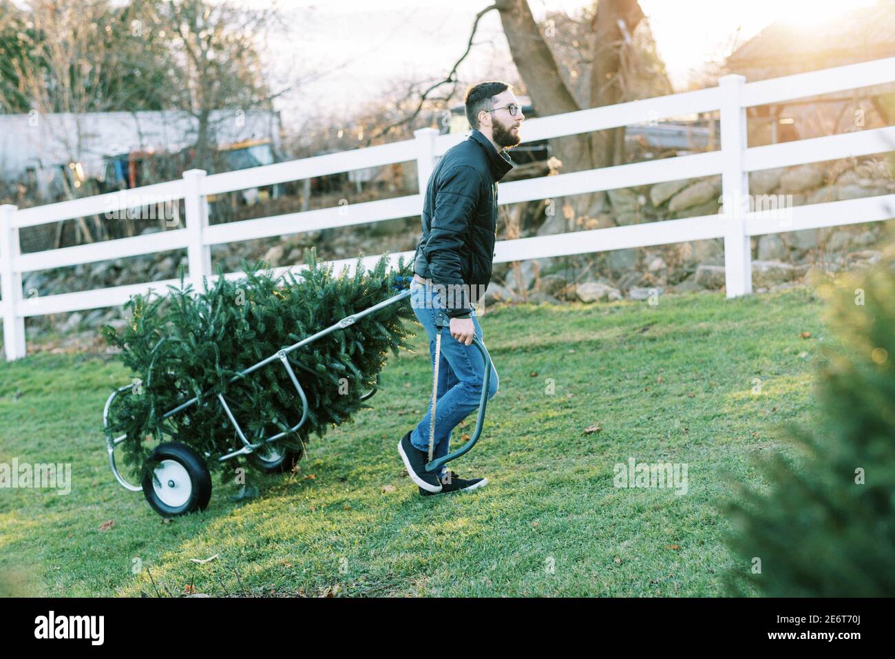 A millennial man hauling a christmas tree at a local farm for holiday