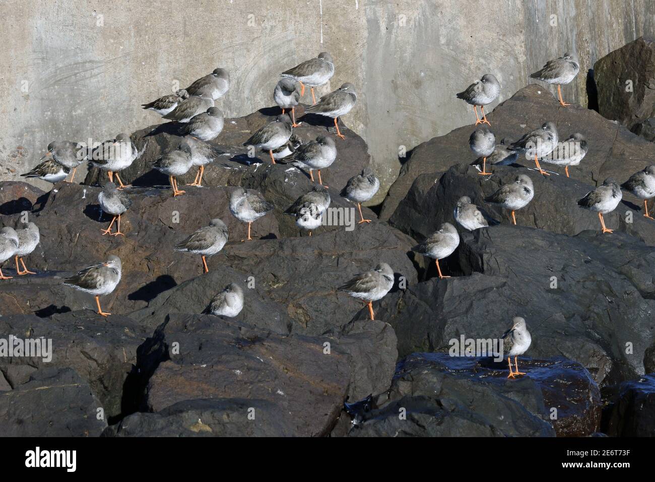 Redshanks, Tringa totanus, flock roosting at high tide Stock Photo