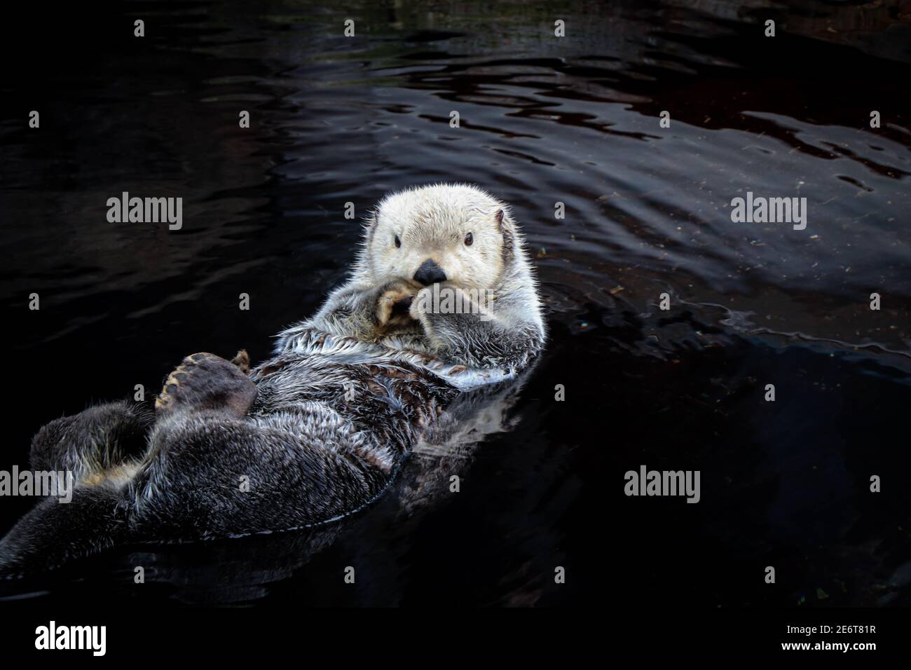 Sea otter floating in the water Stock Photo