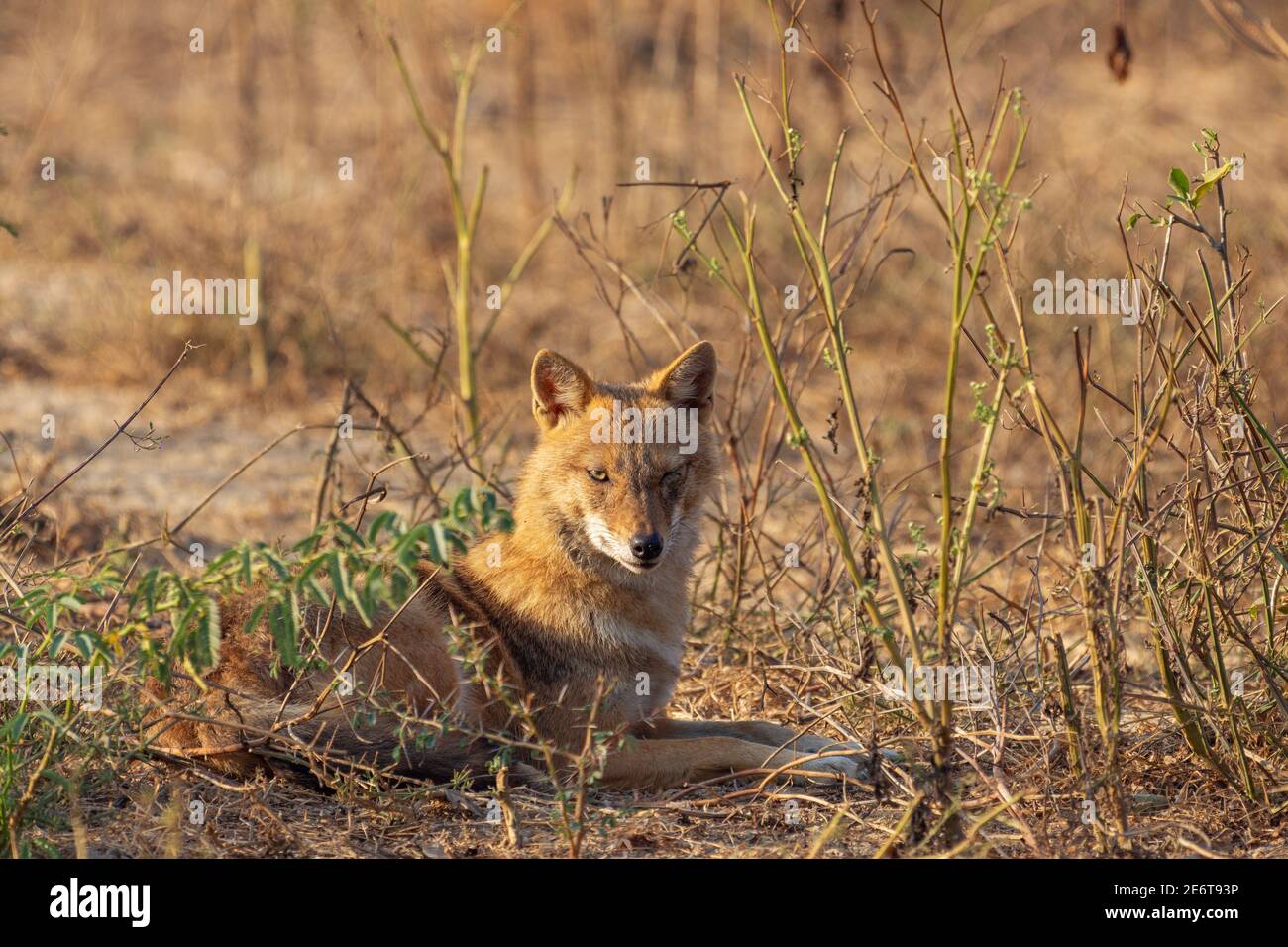 Golden jackal (Canis aureus) resting on ground and looking straight to camera on a sunny day morning at Bharatpur bird sanctuary , Rajasthan Stock Photo