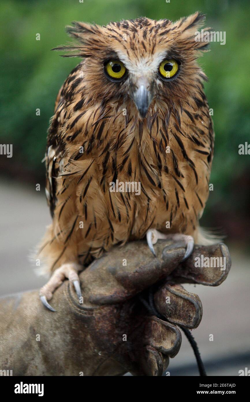 Tupa A Seven Year Old Male Malay Fish Owl Sits On A Keeper S Hand At The Jurong Bird Park In Singapore September 5 2008 The Malay Fish Owl Is Also Known As The Buffy