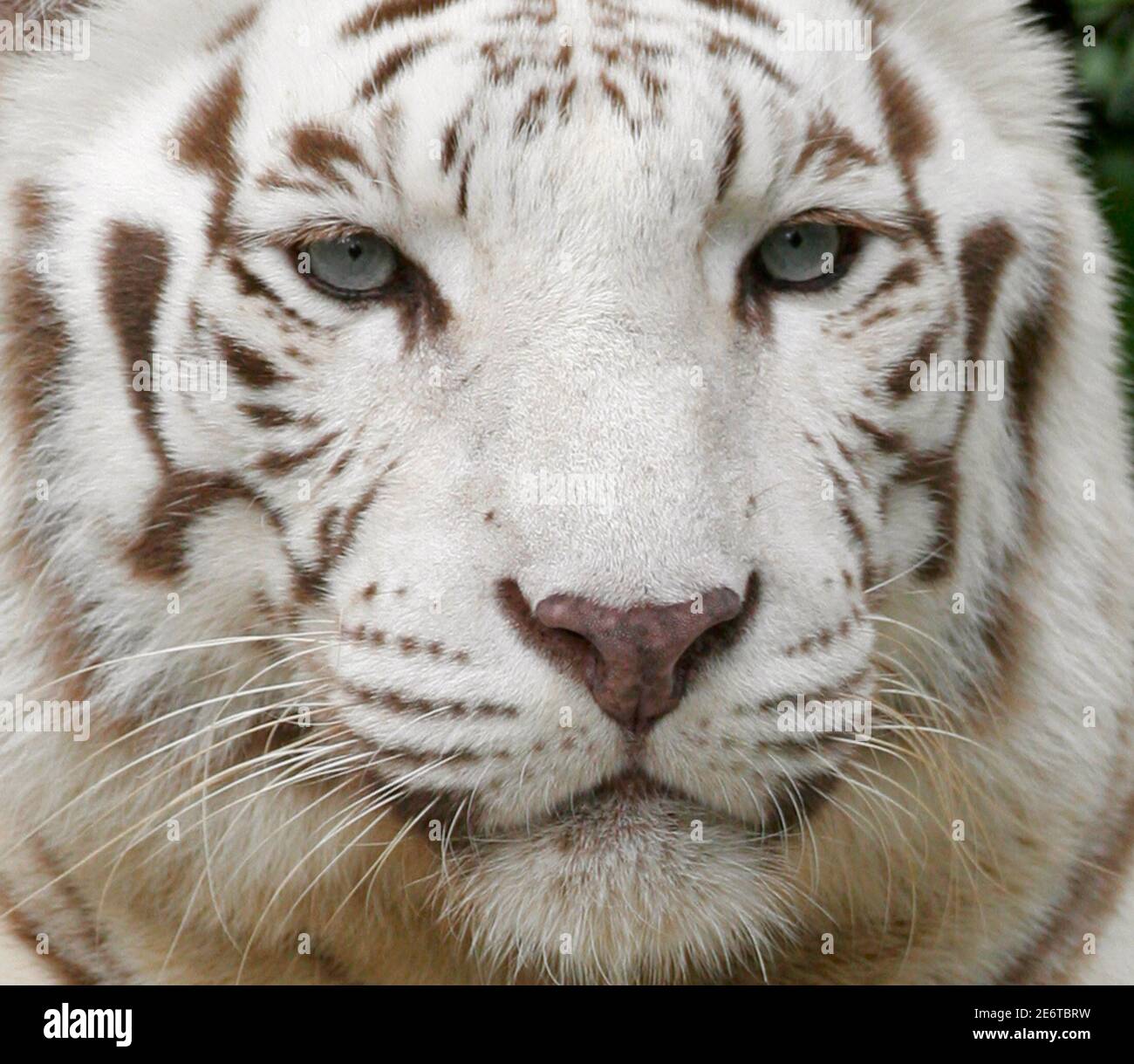 A Bengal white tiger stares at visitors at the Singapore Zoo June 4, 2009.  According to conservation group WWF, there are about 4,000 tigers left in  the world and they are considered