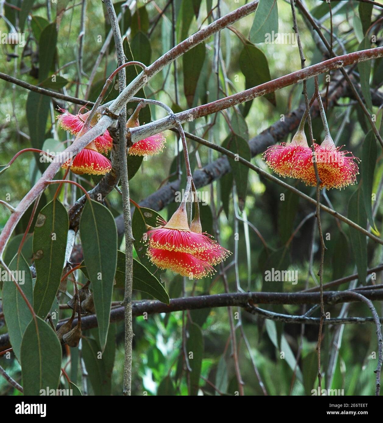 Flowers on tree Eucalyptus caesia, subspecies magna, Silver Princess.  Red form. Stock Photo