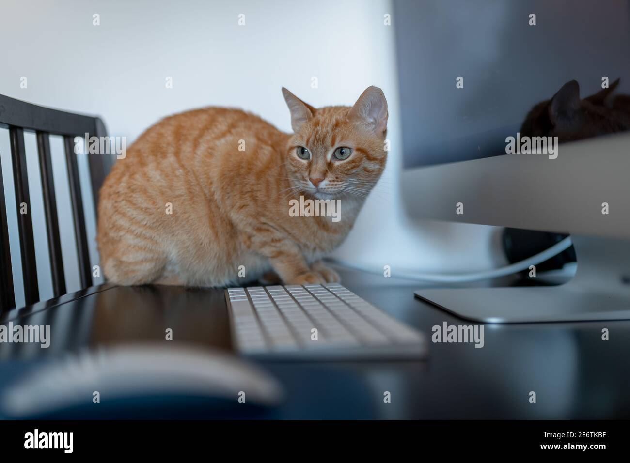 close up. brown tabby cat sitting on a keyboard looks back Stock Photo