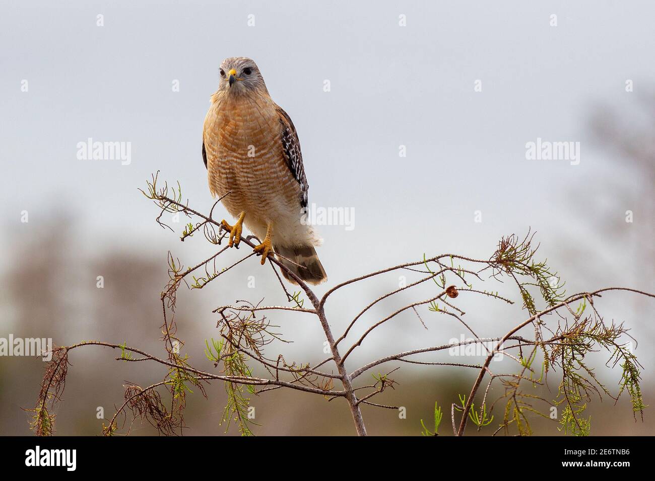 Red-Shouldered Hawk in Everglades National Park near Homestead Florida. Buteo lineatus Stock Photo