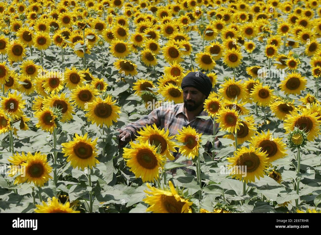 Sunflower crop india hires stock photography and images Alamy