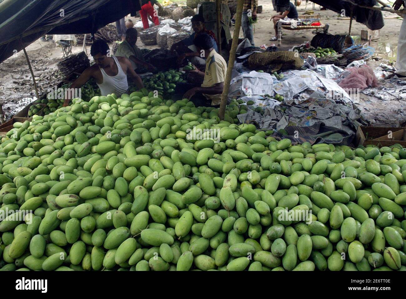 Mango Orchard High Resolution Stock Photography and Images Alamy