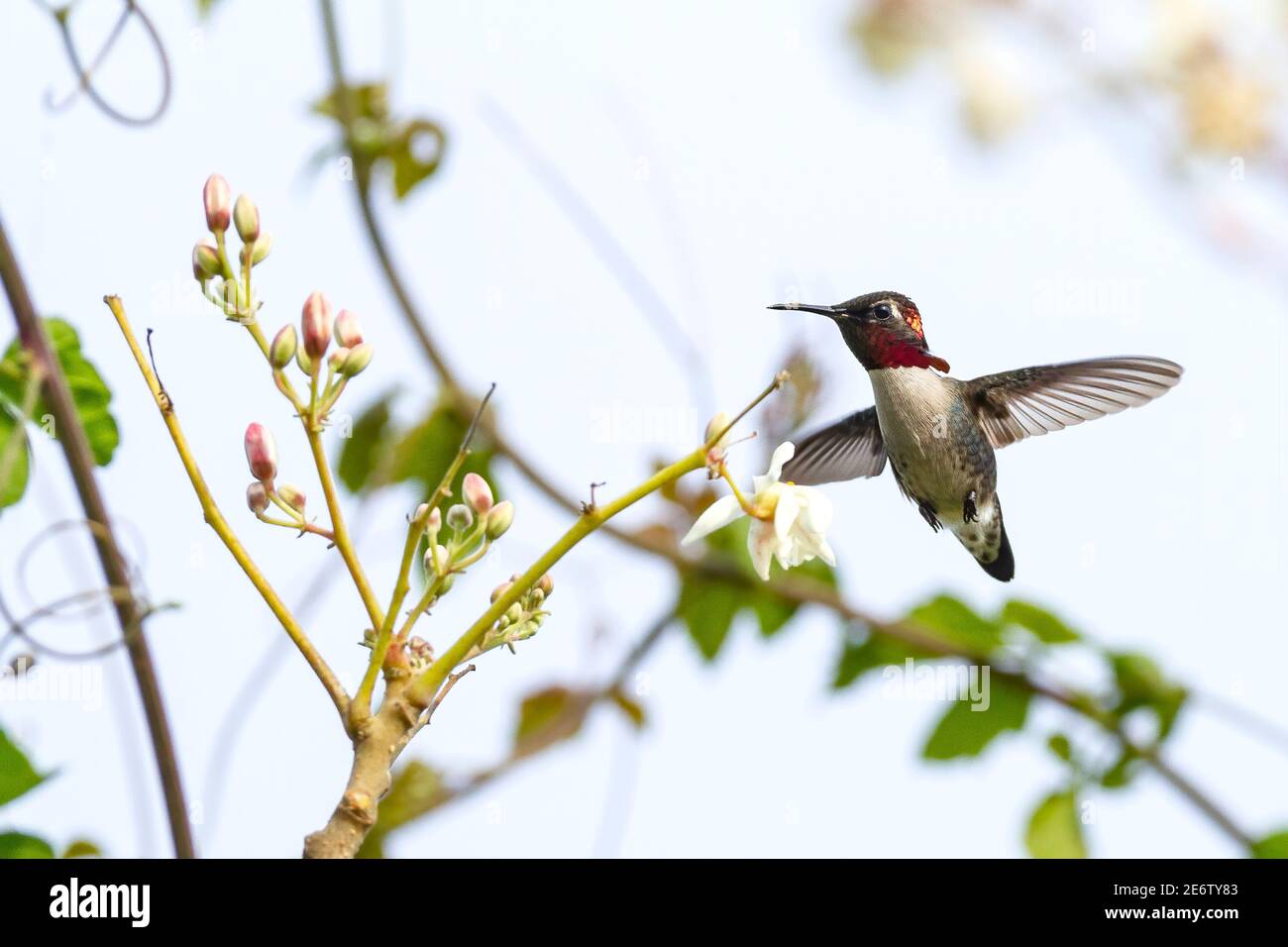 Bee hummingbirds in cuba hi-res stock photography and images - Alamy