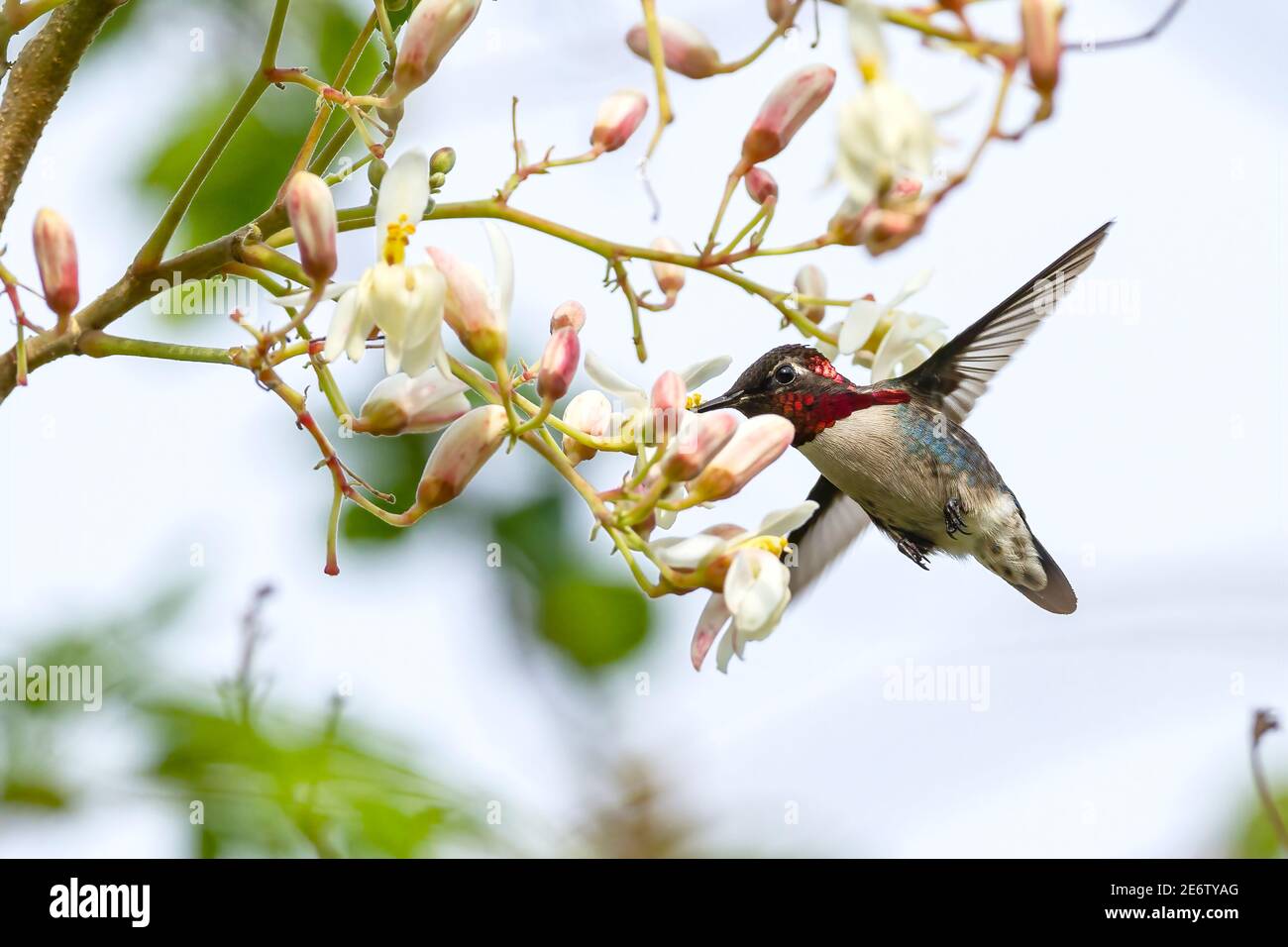 Bee hummingbirds in cuba hi-res stock photography and images - Alamy