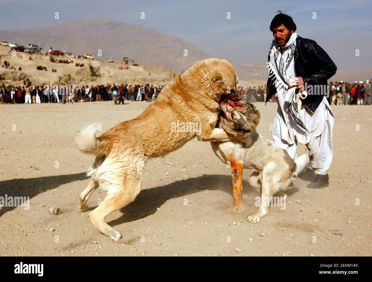 Dogs fight during the traditional dog fighting competition in Kabul January  15, 2010. REUTERS/Omar Sobhani (AFGHANISTAN - Tags: ANIMALS SOCIETY IMAGES  OF THE DAY Stock Photo - Alamy