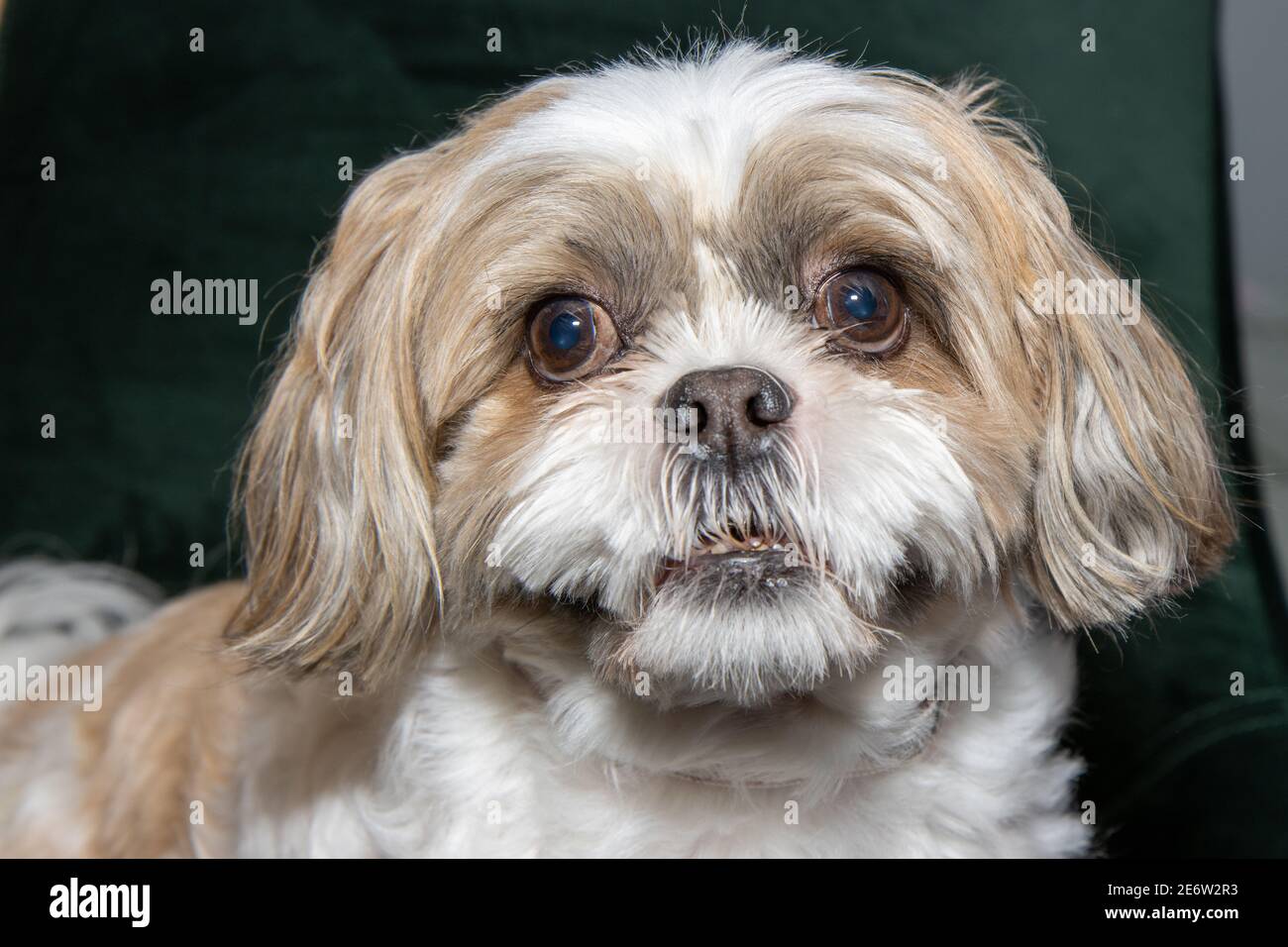 Shih tzu best sale small