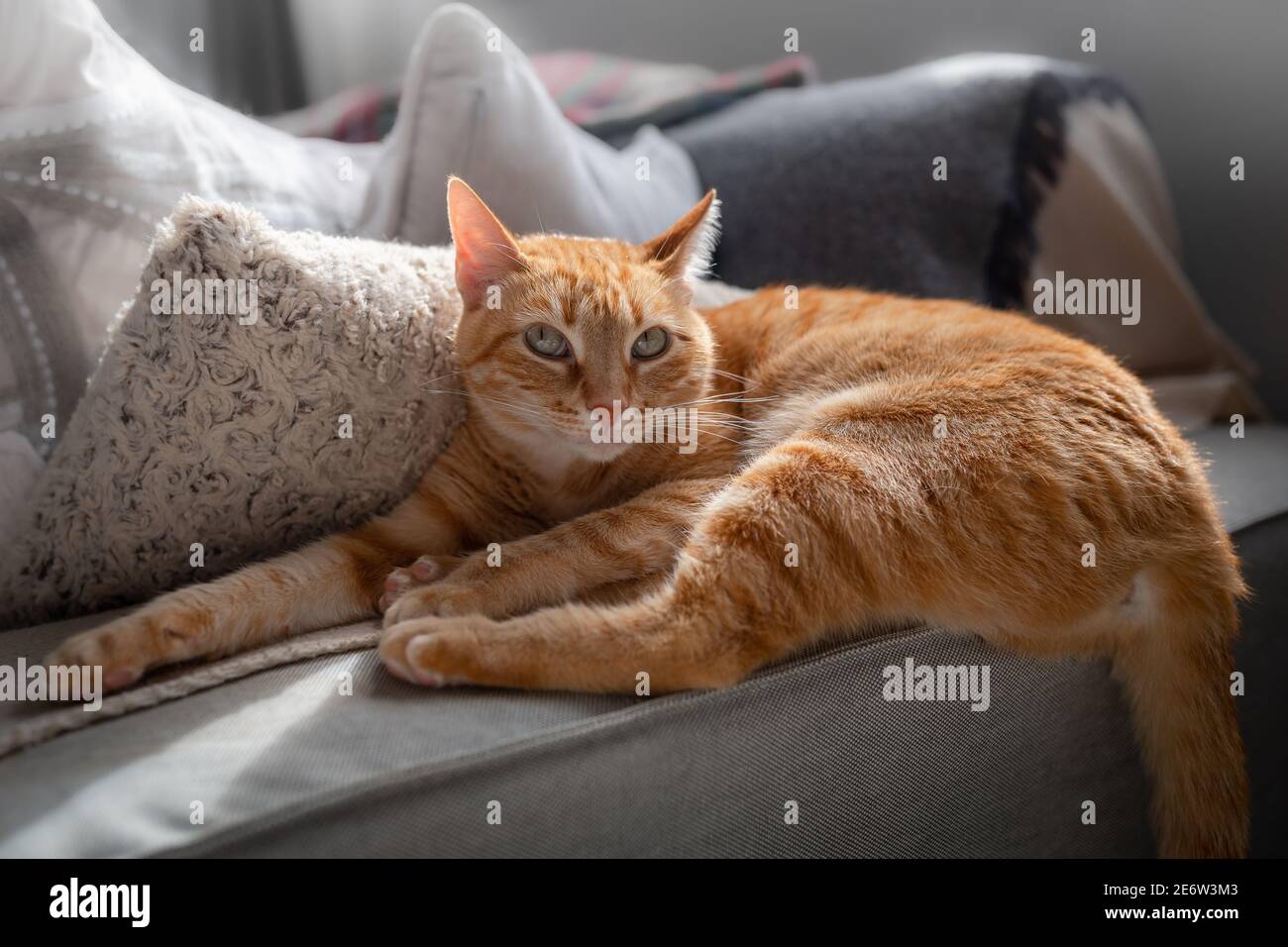 brown tabby cat with green eyes lying on the sofa under the light of ...