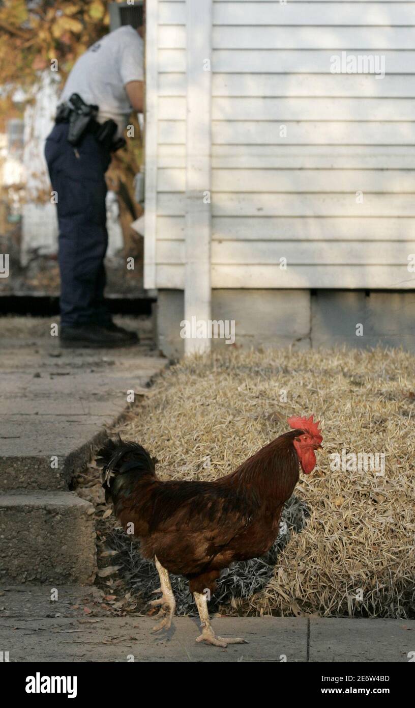 Running after a rooster hires stock photography and images Alamy