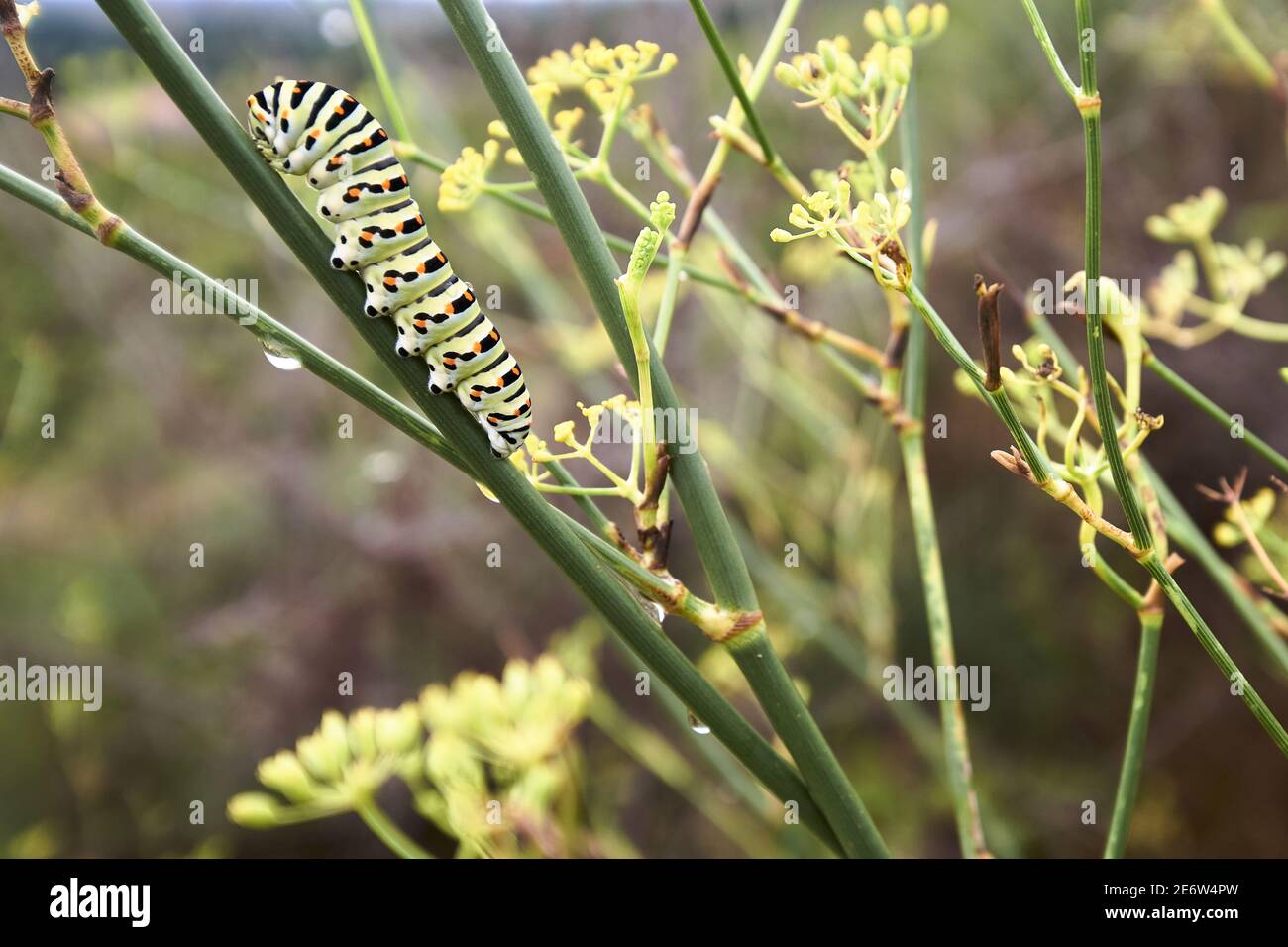 France, Gard, Beaucaire, Common Swallowtail caterpillar (Papilio machaon) on wild fennel Stock Photo