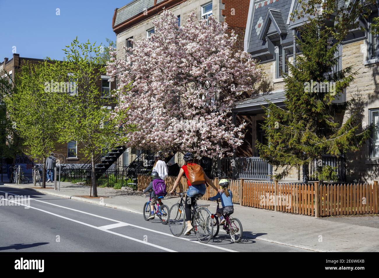 Canada, province of Quebec, Montreal, the Plateau-Mont-Royal district, flowering tree (magnolia), mother and her children cycling on a cycle path Stock Photo
