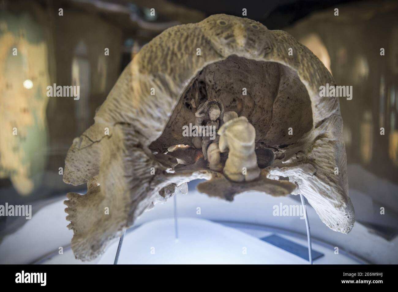 France, Brittany, Finist?re (29), Brest, Oc?anopolis, museum of the sea, Arctic scenes sculpted in a walrus skull, artist Lukie AIRUT, Iglulik, Nunavut, Canada (1999) Stock Photo