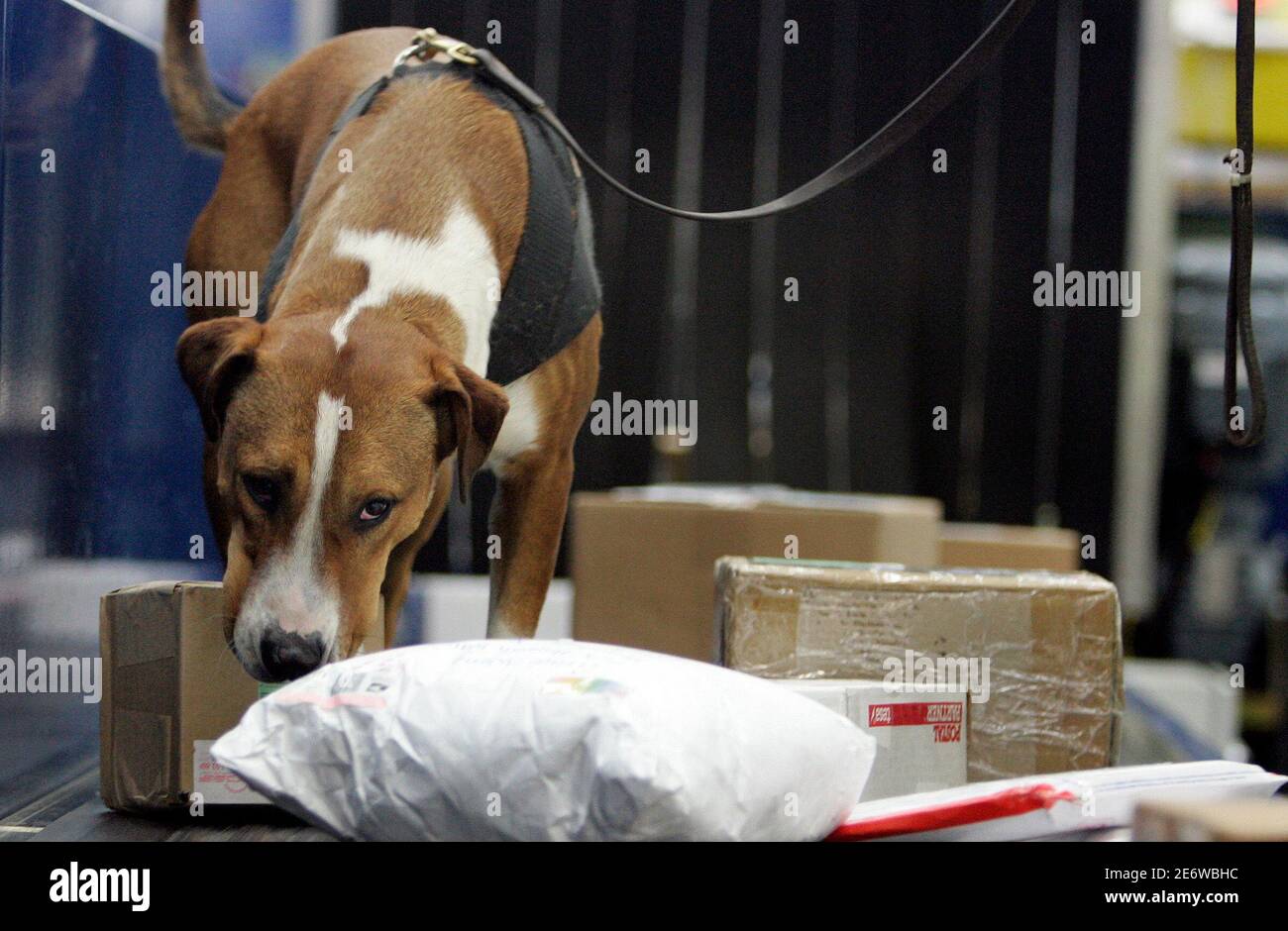 How Long Are Dogs In Quarantine In Australia