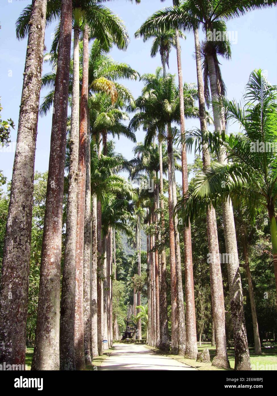 Jardin botanique de Rio de Janeiro Stock Photo Alamy
