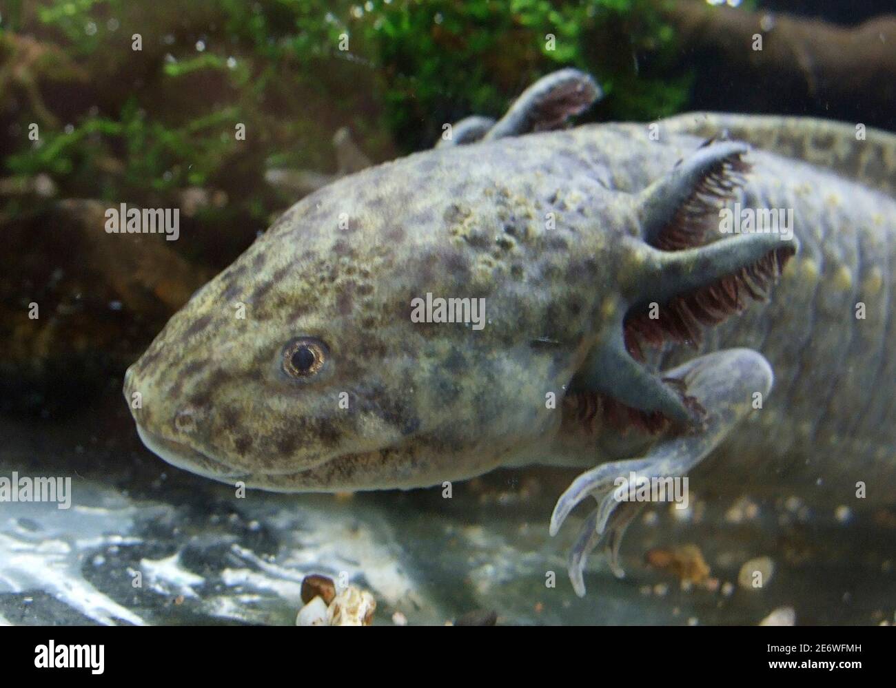 A Rare Axolotl A Type Of Salamander That Uniquely Spends Its Whole Life In Its Larval Form Crawls Inside An Aquarium At Aquaria Klcc In Kuala Lumpur November 30 2008 New Surveys