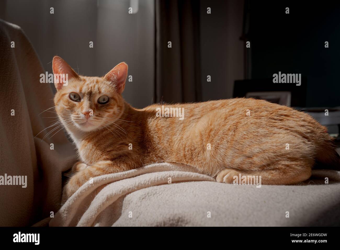 brown tabby cat with green eyes lying on the sofa under the light of ...