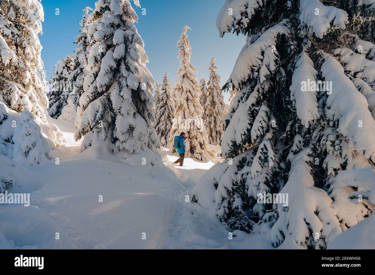 Young man with yellow jacket in the middle of frozen trees. Beautiful winter wonderland scenery in Scandinavia.  Spruce trees covered by snow Stock Photo