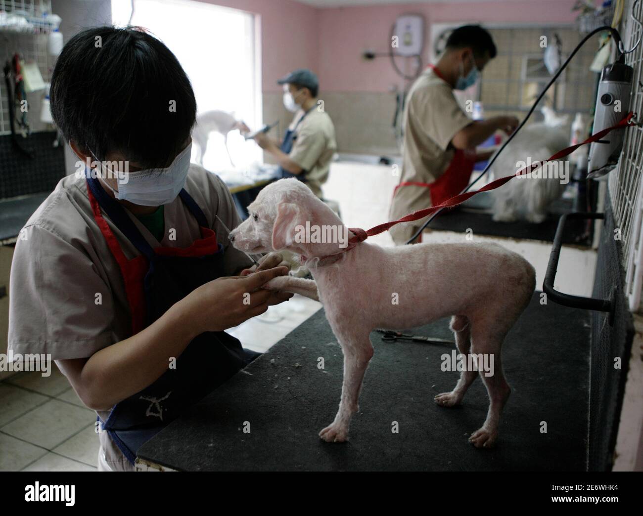 Bathing and grooming by animals hires stock photography and images Alamy
