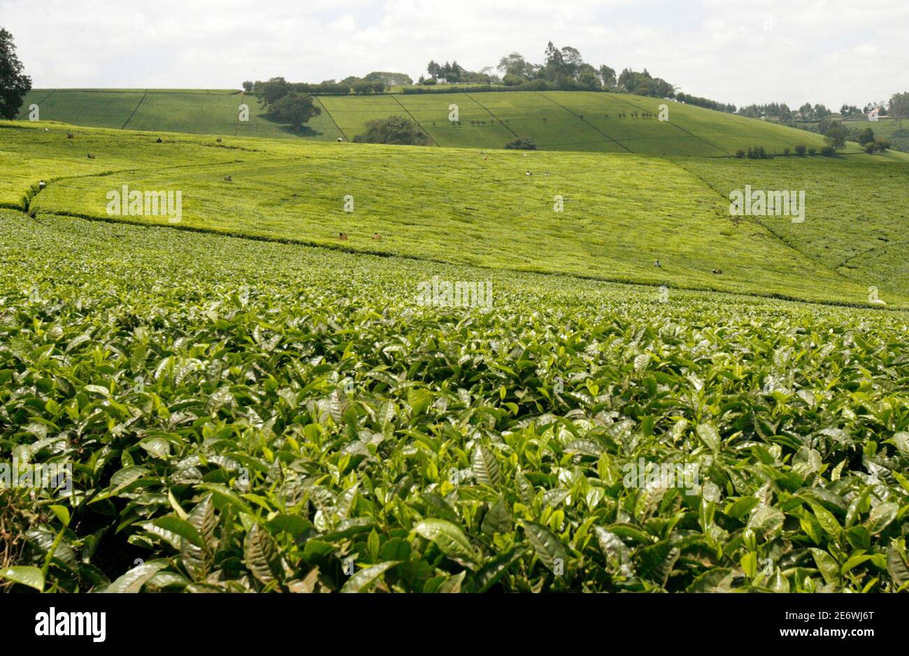 A view of a tea plantation in Tigoni, 40km (25 miles) west of Kenya's capital Nairobi, August 28, 2009. Kenya traders expect tea prices to return to normal by the end of the year from record highs on forecasts the drought-stricken east African country will get above average rainfall soon, the head of a trade body said on Friday. REUTERS/Thomas Mukoya (KENYA ENVIRONMENT BUSINESS) Stock Photo