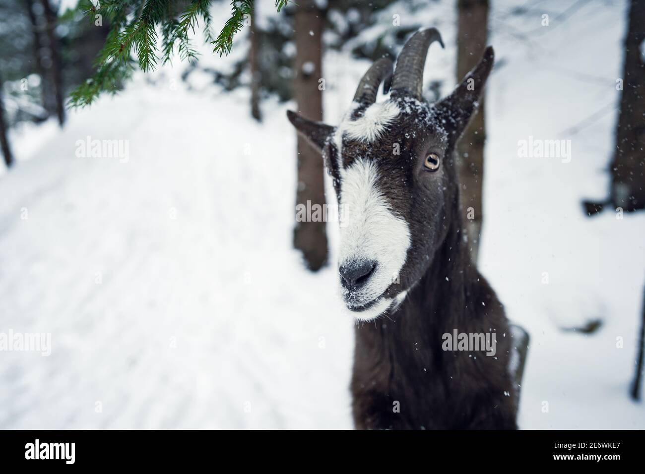Goat in winter snow scene. Weather cold, winter, snow. Farm animal Stock Photo Alamy