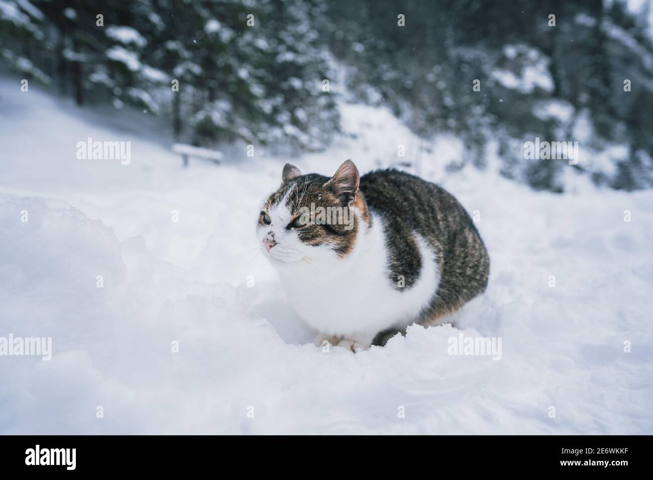 Funny striped cat walks in the snow on a winter day. Cute cat ...