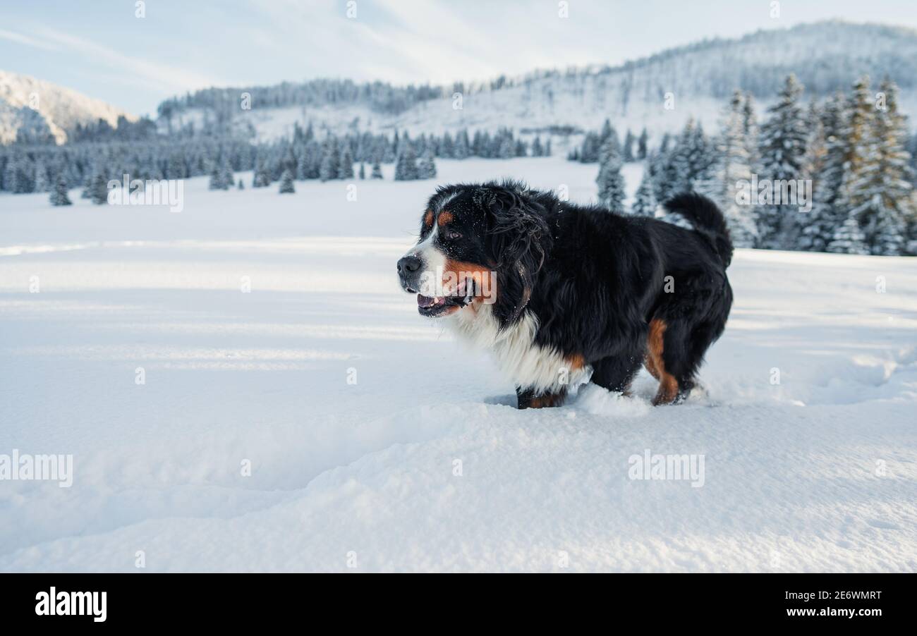 Bernese mountain dog with snow on winter snowy weather. Funny pet Stock Photo Alamy