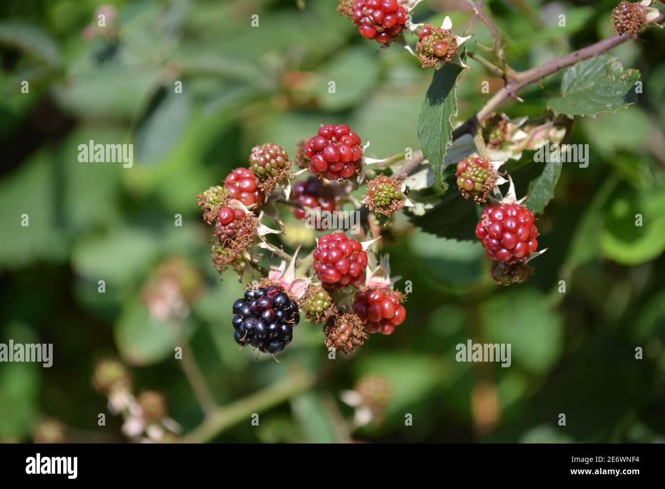 Stages of growth hires stock photography and images Alamy