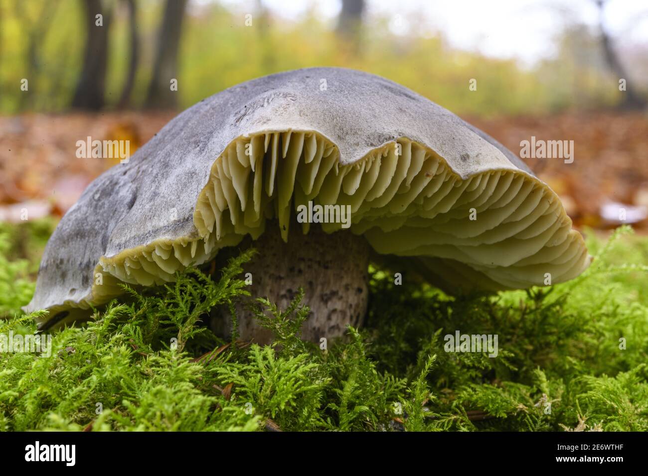 France, Somme (80), Cr?cy-en-Ponthieu, Cr?cy forest, Mushroom, Tricholoma saponaceum var squamosum Stock Photo