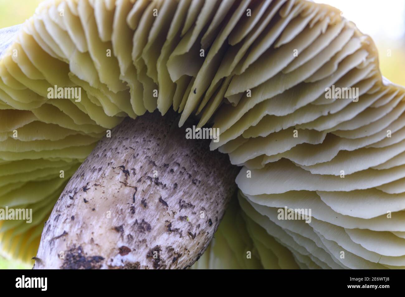 France, Somme (80), Cr?cy-en-Ponthieu, Cr?cy forest, Mushroom, Tricholoma saponaceum var squamosum Stock Photo