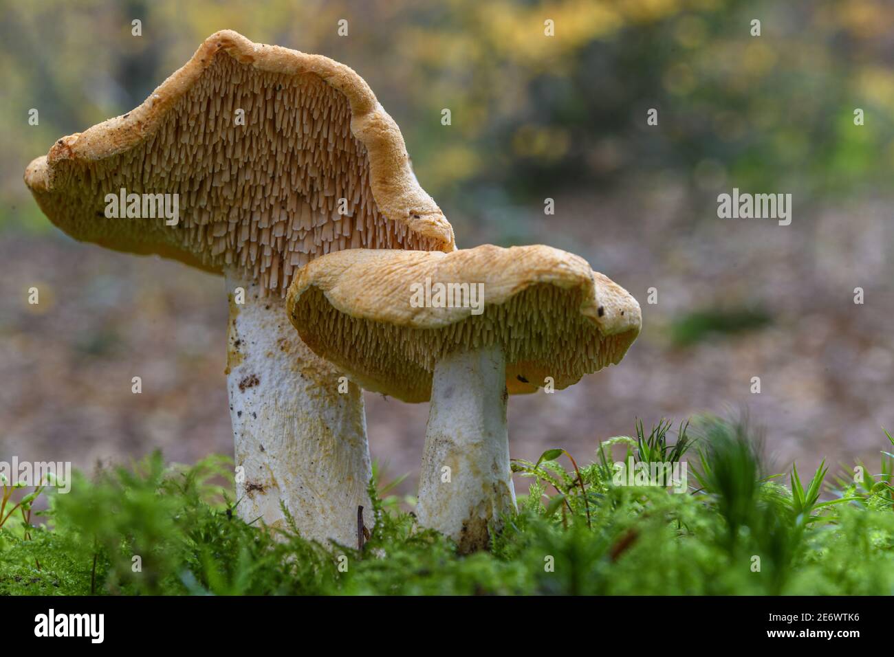 Hydnum ellipsosporum hi-res stock photography and images - Alamy