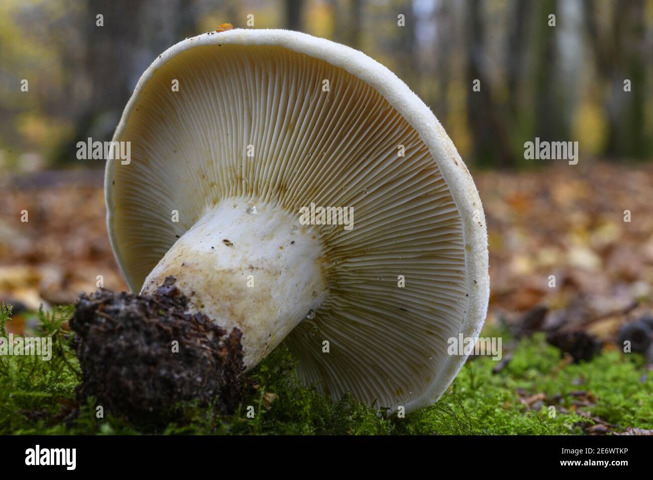 France, Somme (80), Cr?cy-en-Ponthieu, Cr?cy forest, Mushroom, Lactarius vellereus Stock Photo