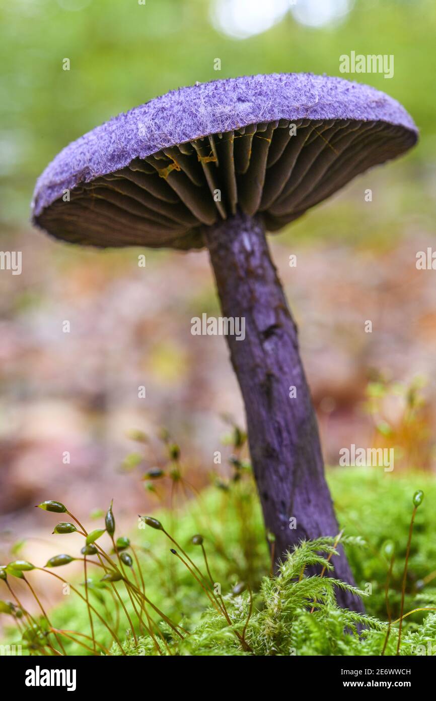 France, Somme (80), Cr?cy-en-Ponthieu, Cr?cy forest, Mushroom, Cortinarius violaceus Stock Photo