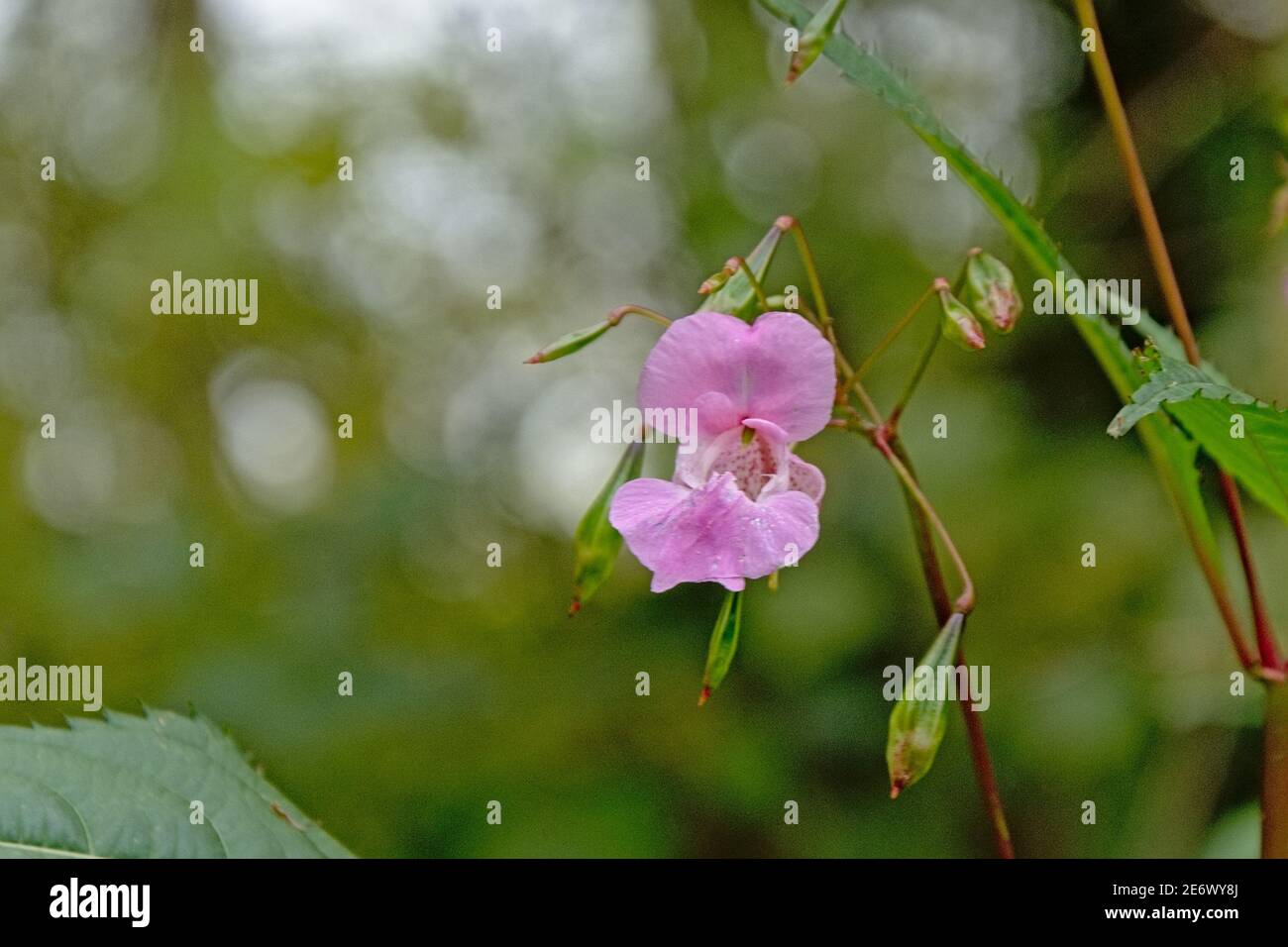 Bright pink Himalayan Balsam flower - Impatiens glandulifera Stock Photo