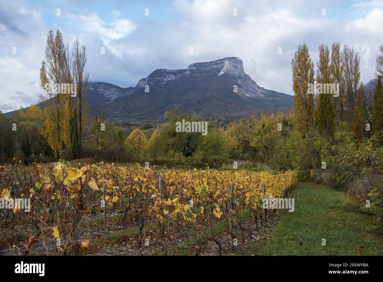 France, Savoy, (73) Saint Andre les Marches, the vineyards and Mount Granier in autumn Stock Photo