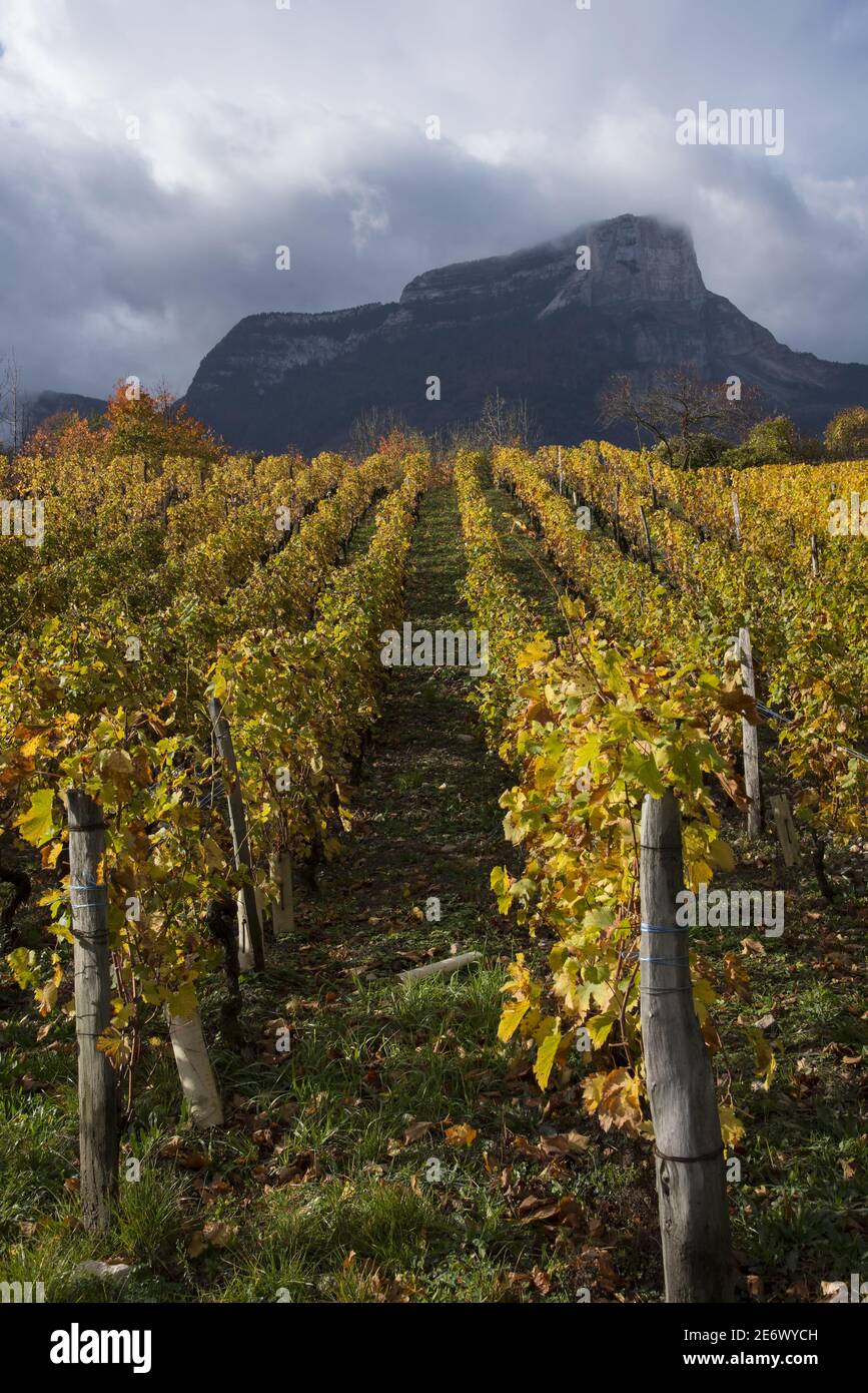 France, Savoy, (73) Saint Andre les Marches, the vineyards and Mount Granier in autumn Stock Photo