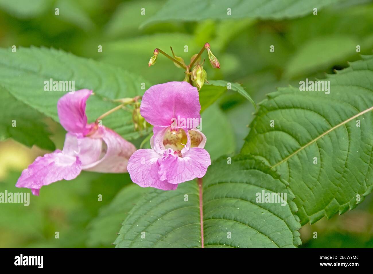 Bright pink Himalayan Balsam flower - Impatiens glandulifera Stock Photo