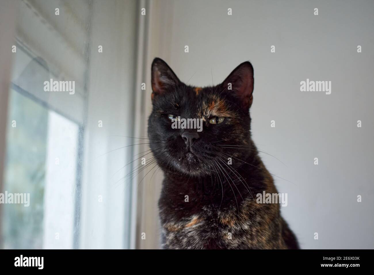 Selective focus of a Tortoiseshell cat with halfclosed eyes next to a