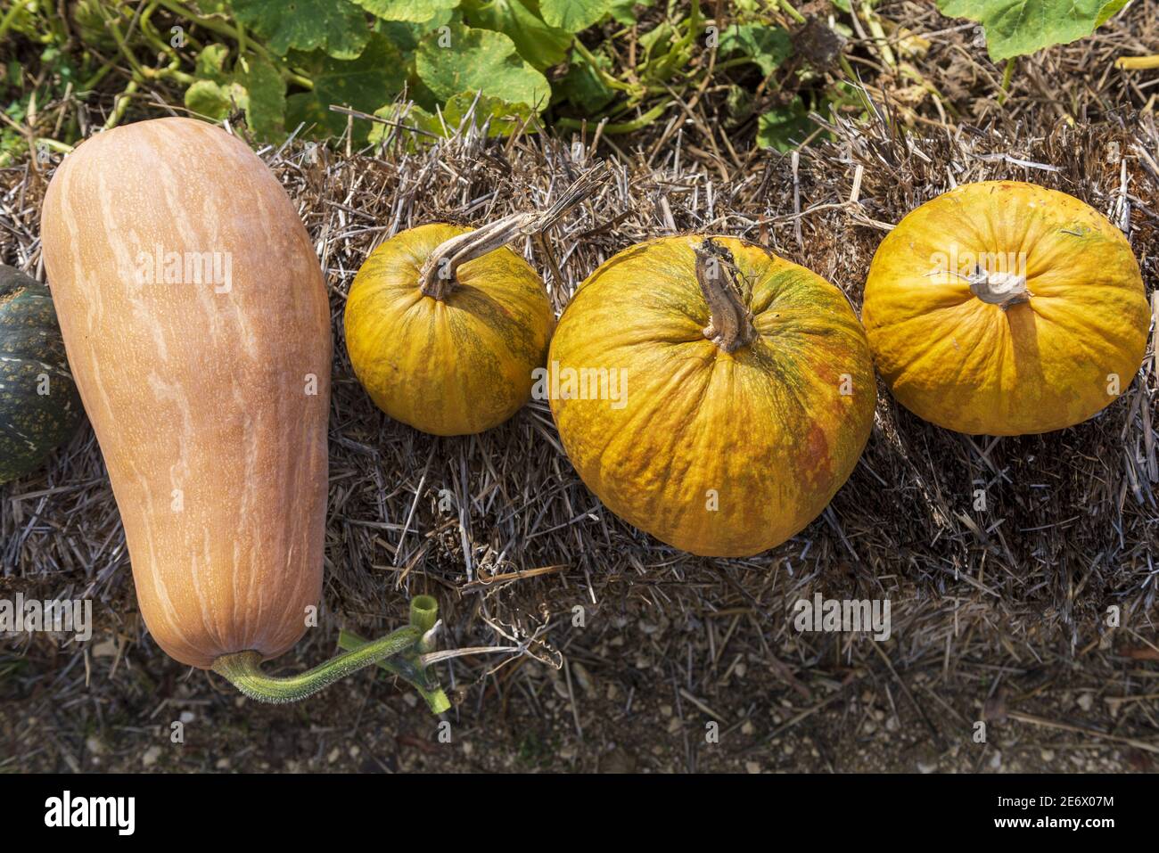 France, Indre et Loire, Chedigny, village garden, the only village in France to have the Jardin Remarquable label, the priest's garden, squash Stock Photo