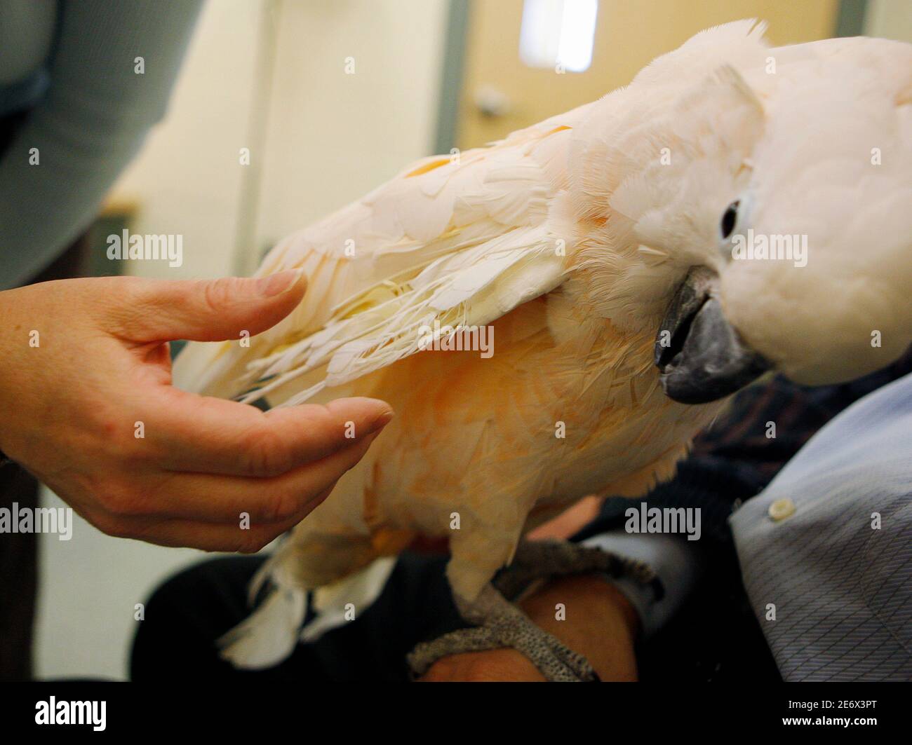 Animal medical center hi-res stock photography and images - Alamy Animal medical center hi-res stock photography and images - Alamy