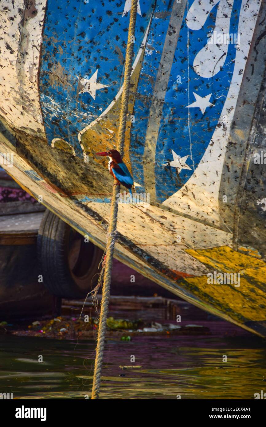 Kingfisher on boat mooring line, Ganges River, Varanasi, India Stock