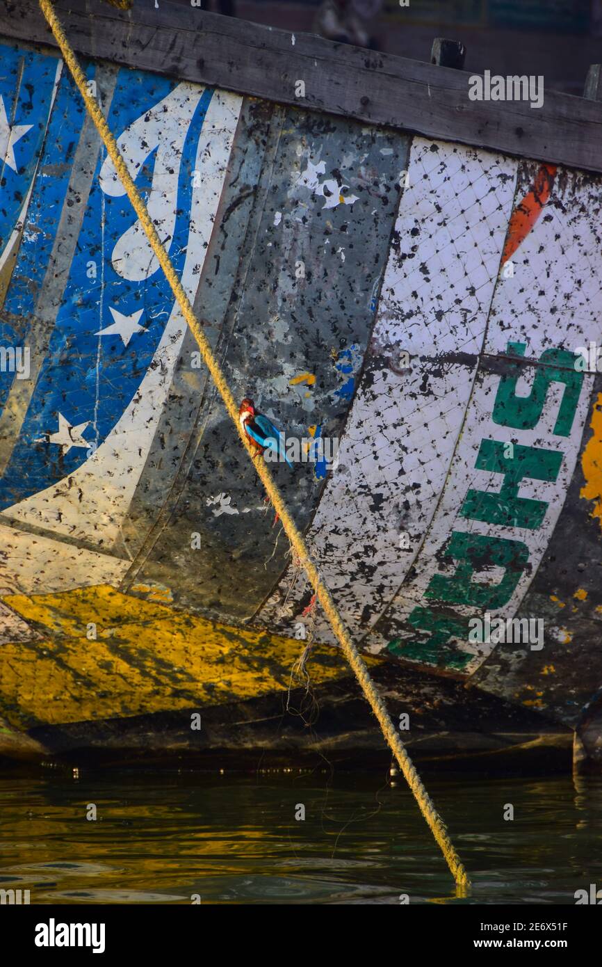 Kingfisher on boat mooring line, Ganges River, Varanasi, India Stock