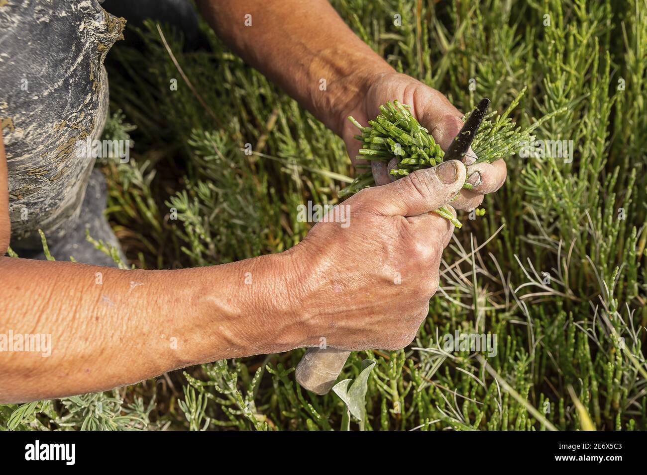 France, Somme, Baie de Somme, Le Hourdel, Salicorne traditional picking (Salicorna Chenopodiaceae) Stock Photo