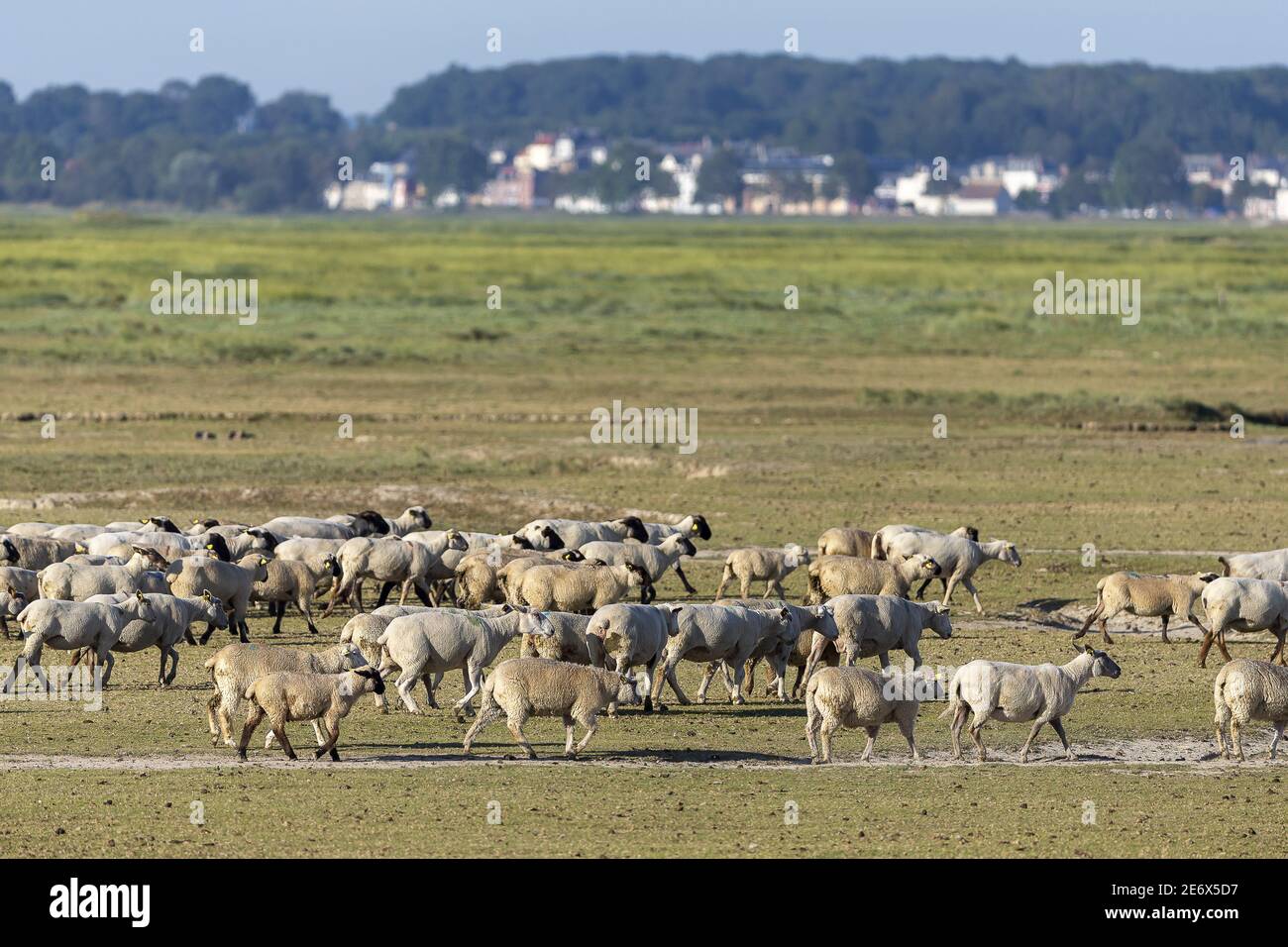 France, Somme, Baie de Somme, salt meadow sheeps on the schorre off Saint Valery-sur-Somme Stock Photo