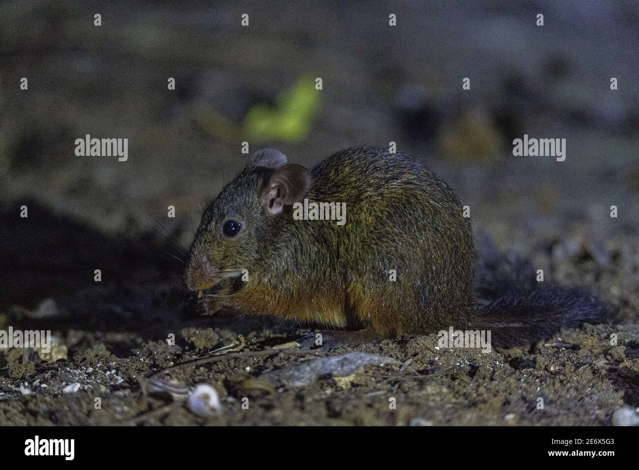 De Rat High Resolution Stock Photography And Images Alamy De Rat High Resolution Stock Photography And Images Alamy